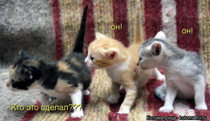Котоматрица: - Кто это сделал??? он! он!