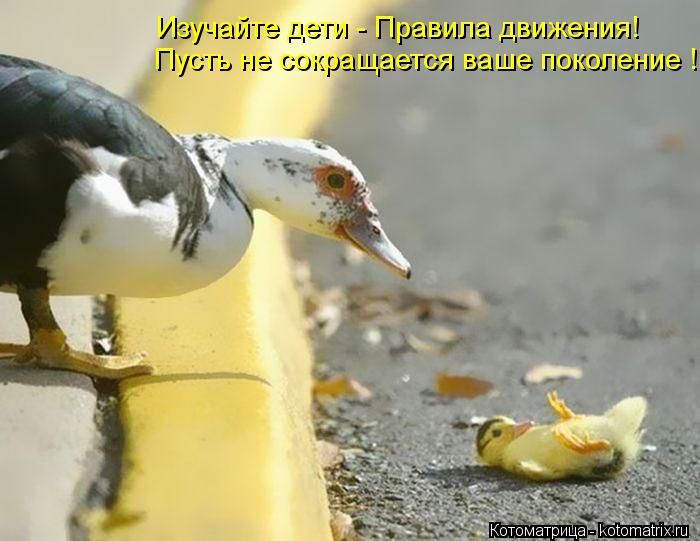 Котоматрица: Изучайте дети - Правила движения! Пусть не сокращается ваше поколение !