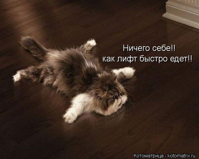 Котоматрица: Ничего себе!! как лифт быстро едет!!
