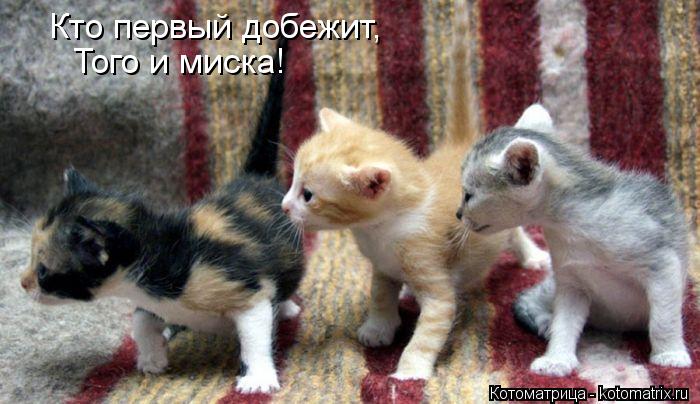 Котоматрица: Кто первый добежит, Того и миска!