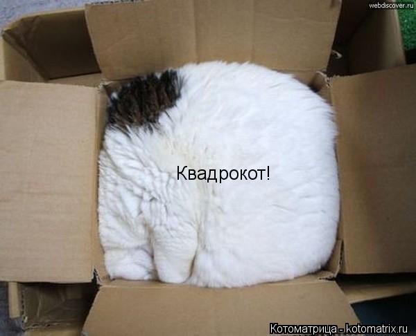 Котоматрица: Квадрокот!