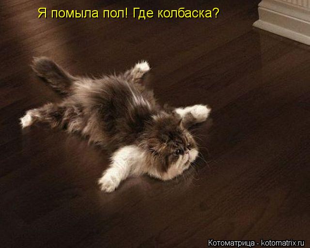 Котоматрица: Я помыла пол! Где колбаска?
