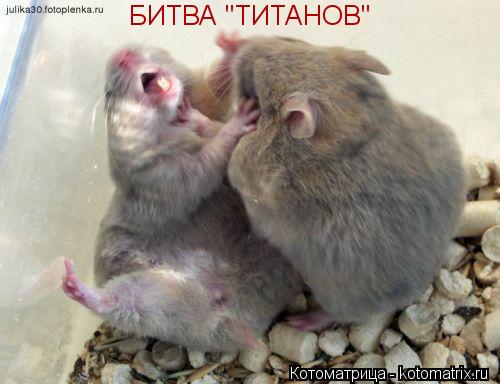 Котоматрица: БИТВА "ТИТАНОВ"