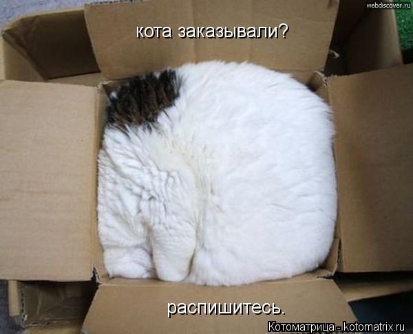 Котоматрица: кота заказывали? распишитесь.