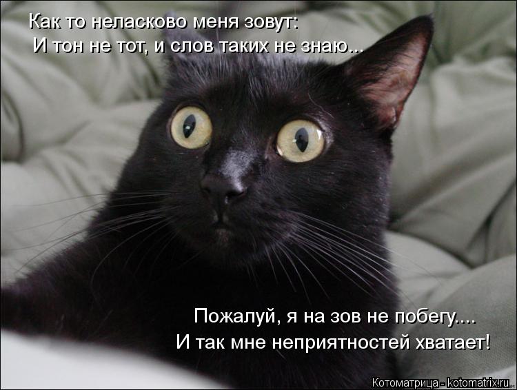 Котоматрица: Как то неласково меня зовут:  И тон не тот, и слов таких не знаю... Пожалуй, я на зов не побегу.... И так мне неприятностей хватает!