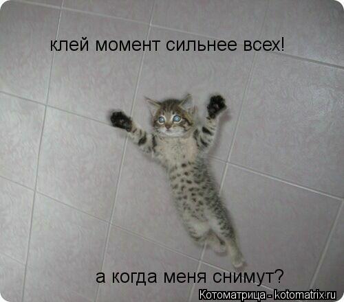 Котоматрица: клей момент сильнее всех! а когда меня снимут?