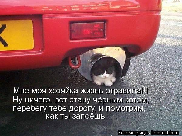 Котоматрица: Мне моя хозяйка жизнь отравила!!! Ну ничего, вот стану чёрным котом, перебегу тебе дорогу, и помотрим, как ты запоёшь