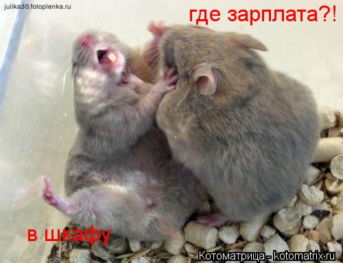 Котоматрица: где зарплата?! в шкафу