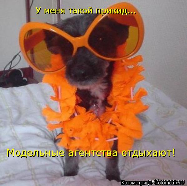 Котоматрица: У меня такой прикид... Модельные агентства отдыхают!