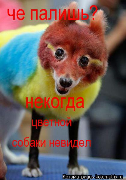Котоматрица: че палишь? некогда цветной собаки невидел