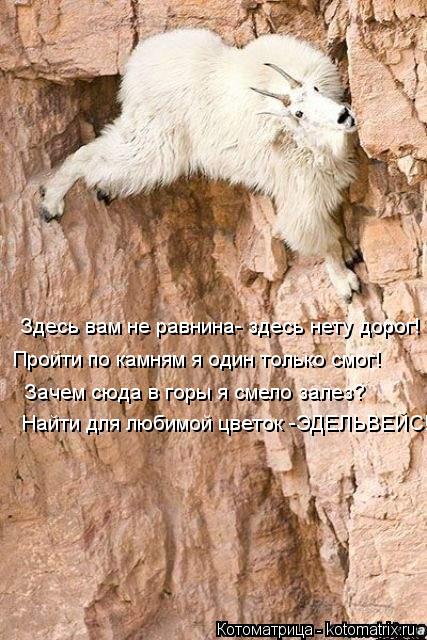 Котоматрица: Здесь вам не равнина- здесь нету дорог! Пройти по камням я один только смог! Зачем сюда в горы я смело залез? Найти для любимой цветок -ЭДЕЛЬВ