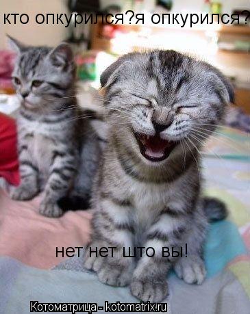 Котоматрица: кто опкурился?я опкурился? нет нет што вы!