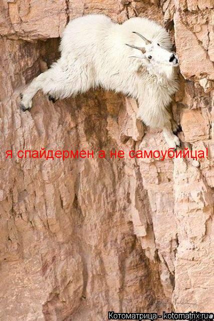 Котоматрица: я спайдермен а не самоубийца!