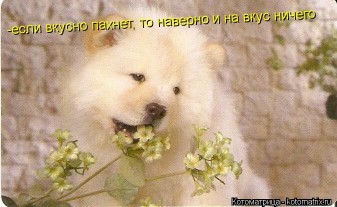 Котоматрица: -если вкусно пахнет, то наверно и на вкус ничего