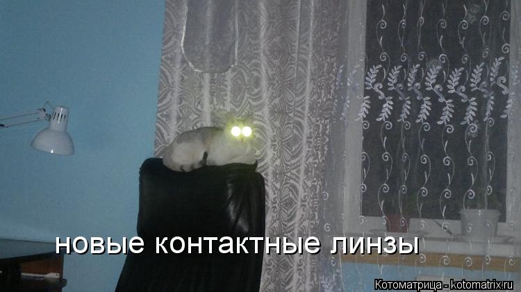 Котоматрица: новые контактные линзы