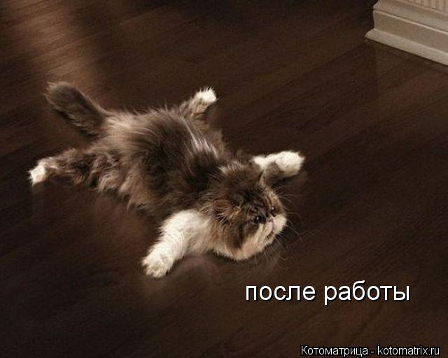 Котоматрица: после работы