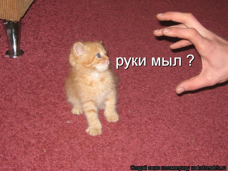 Котоматрица: руки мыл ?