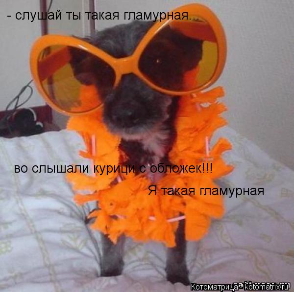 Котоматрица: - слушай ты такая гламурная... во слышали курици с обложек!!! Я такая гламурная