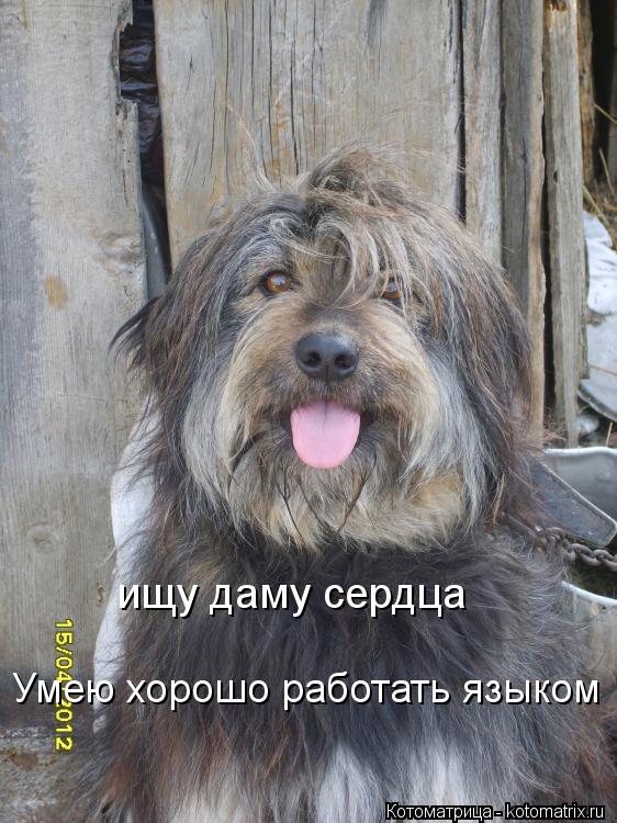 Котоматрица: ищу даму сердца Умею хорошо работать языком