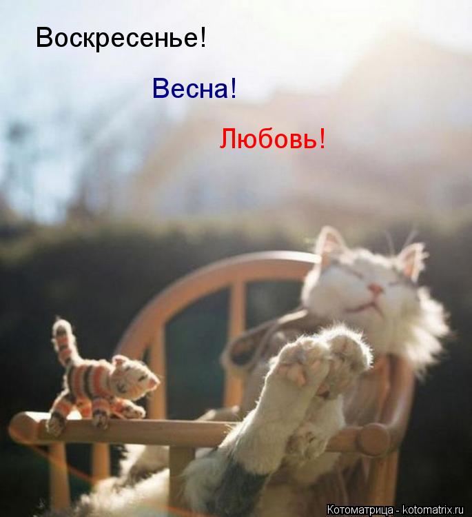 Котоматрица: Воскресенье! Весна! Любовь!