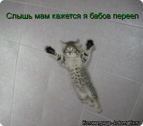 Котоматрица: Слышь мам кажется я бабов переел