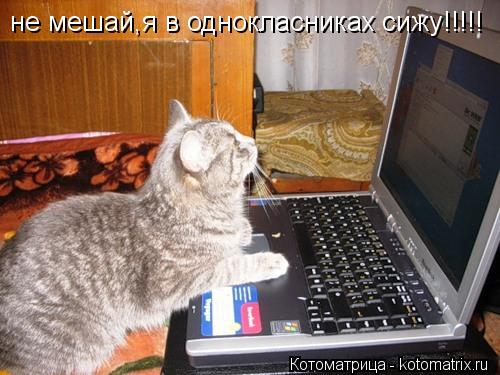 Котоматрица: не мешай,я в однокласниках сижу!!!!!
