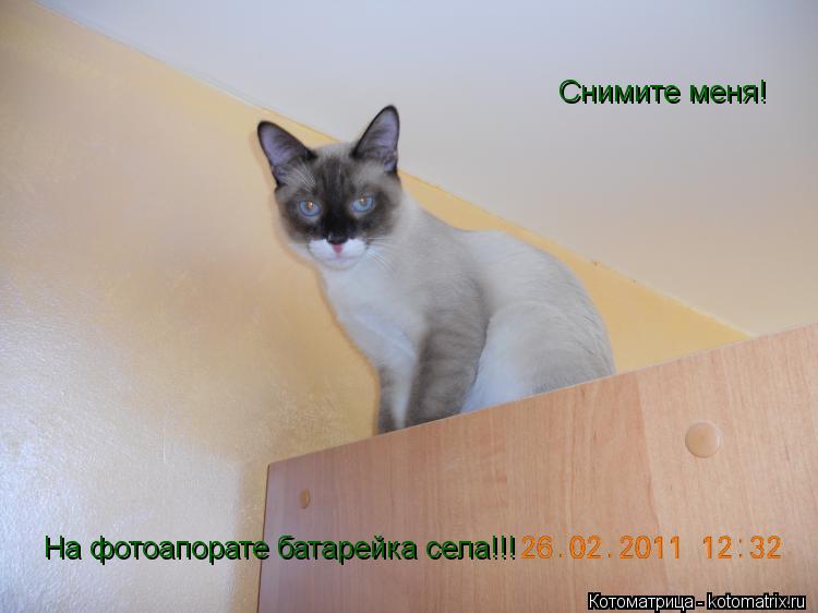 Котоматрица: На фотоапорате батарейка села!!! Снимите меня!