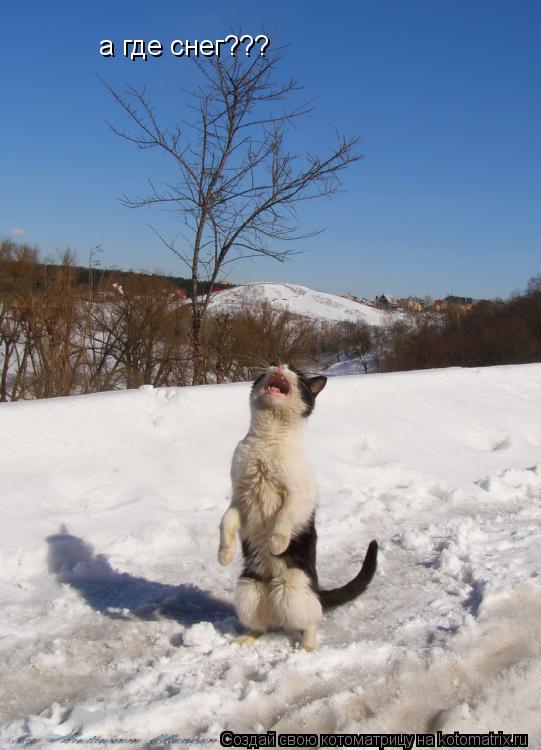Котоматрица: а где снег???