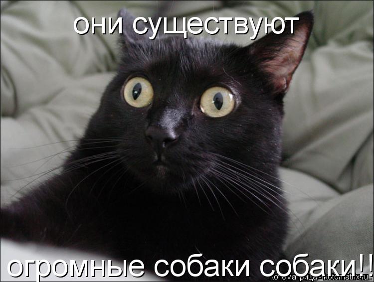 Котоматрица: они существуют  огромные собаки собаки!!!!