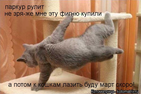 Котоматрица: паркур рулит не зря-же мне эту фигню купили  а потом к кошкам лазить буду март скоро!
