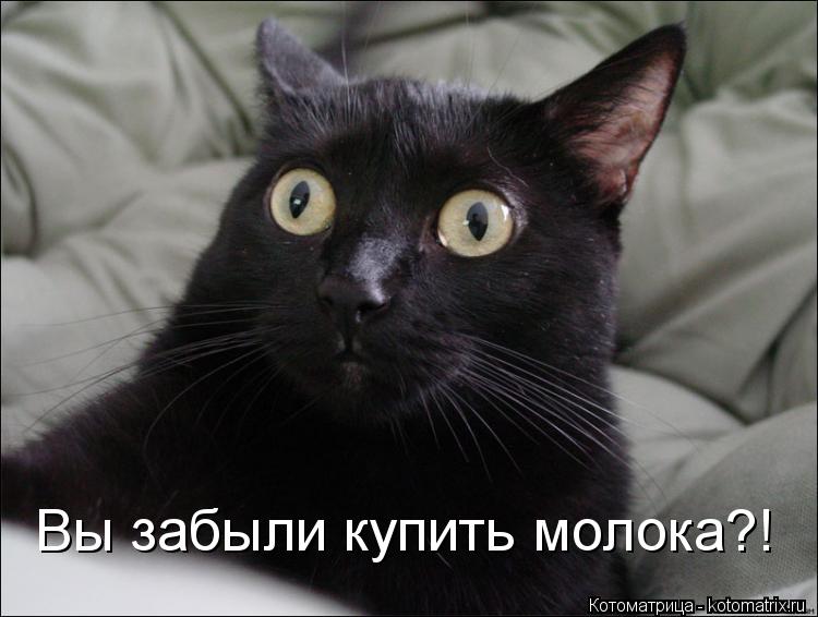 Котоматрица: Вы забыли купить молока?!