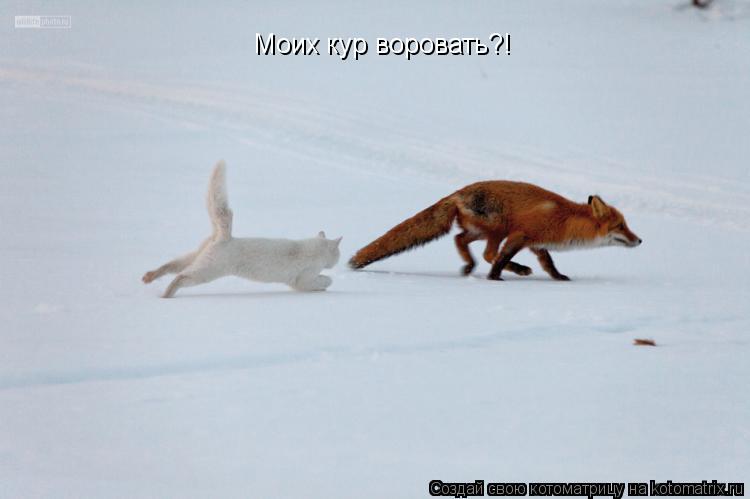 Котоматрица: Моих кур воровать?!