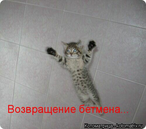 Котоматрица: Возвращение бетмена...
