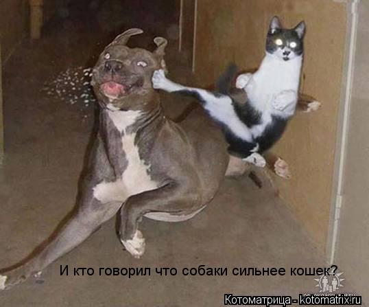 И кто говорил что собаки сильнее кошек?... Котоматрица: И кто говорил что собаки сильнее кошек?
