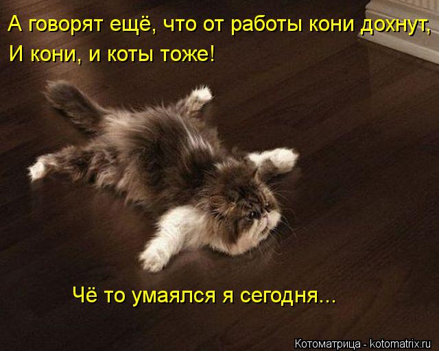 А говорят ещё, что от работы кони дохнут, И кони, и коты тоже! Чё то умаялся я сегодня...... Котоматрица: А говорят ещё, что от работы кони дохнут, И кони, и коты тоже! Чё то умаялся я сегодня...