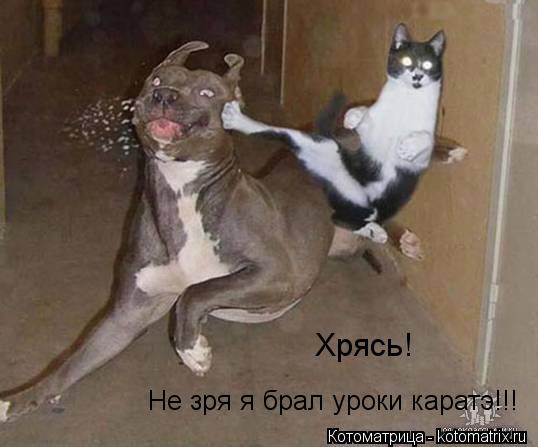 Не зря я брал уроки каратэ!!! Хрясь!... Котоматрица: Не зря я брал уроки каратэ!!! Хрясь!