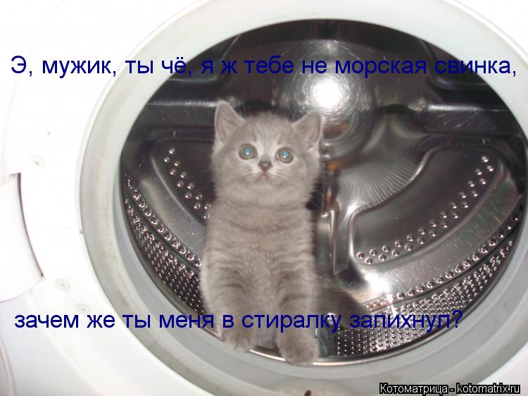 Э, мужик, ты чё, я ж тебе не морская свинка, зачем же ты меня в стиралку запихнул?... Котоматрица: Э, мужик, ты чё, я ж тебе не морская свинка, зачем же ты меня в стиралку запихнул?