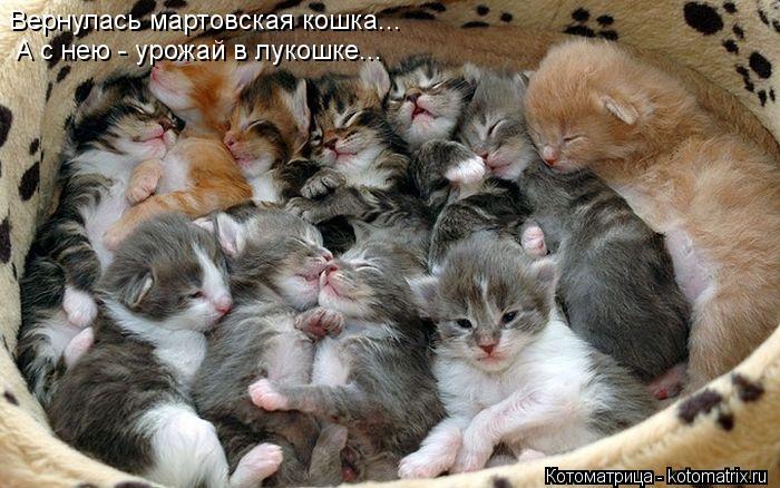 Вернулась мартовская кошка... А с нею - урожай в лукошке...... Котоматрица: Вернулась мартовская кошка... А с нею - урожай в лукошке...