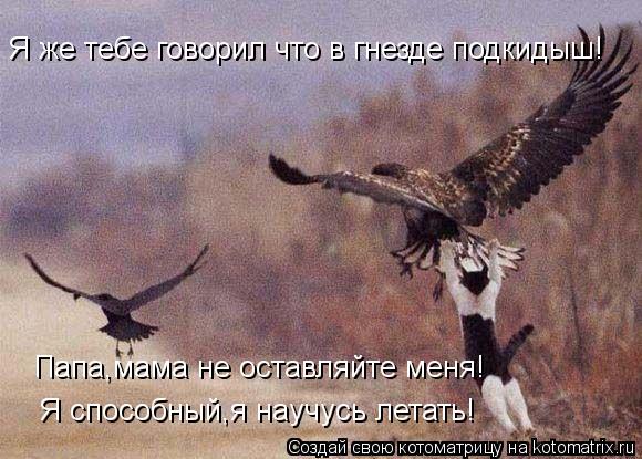 Котоматрица: Я же тебе говорил что в гнезде подкидыш! Папа,мама не оставляйте меня! Я способный,я научусь летать!