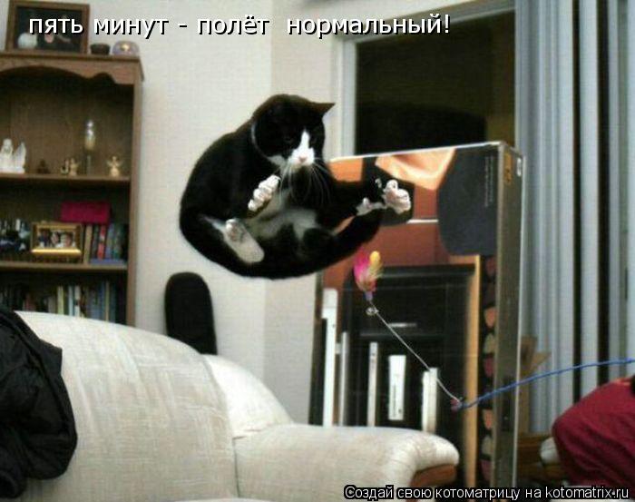 пять минут - полёт нормальный!... Котоматрица: пять минут - полёт нормальный!