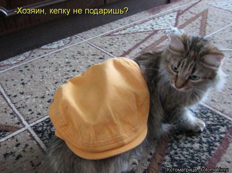 -Хозяин, кепку не подаришь?... Котоматрица: -Хозяин, кепку не подаришь?