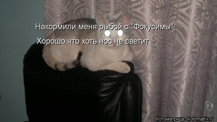 Накормили меня рыбой с "Фокусимы" Хорошо,что хоть нос не светит... Котоматрица: Накормили меня рыбой с "Фокусимы" Хорошо,что хоть нос не светит