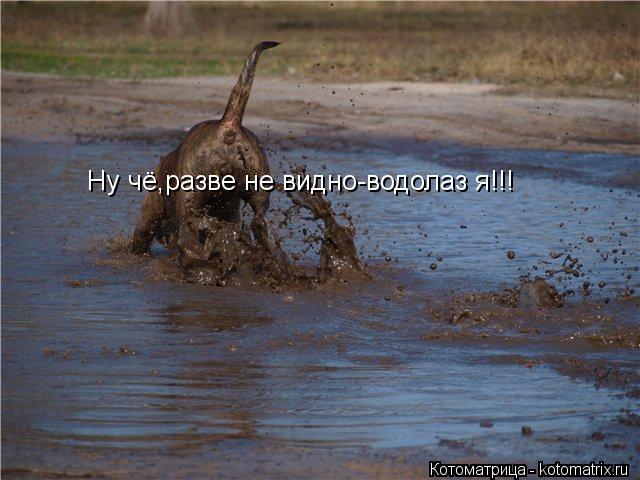 Котоматрица: Ну чё,разве не видно-водолаз я!!!
