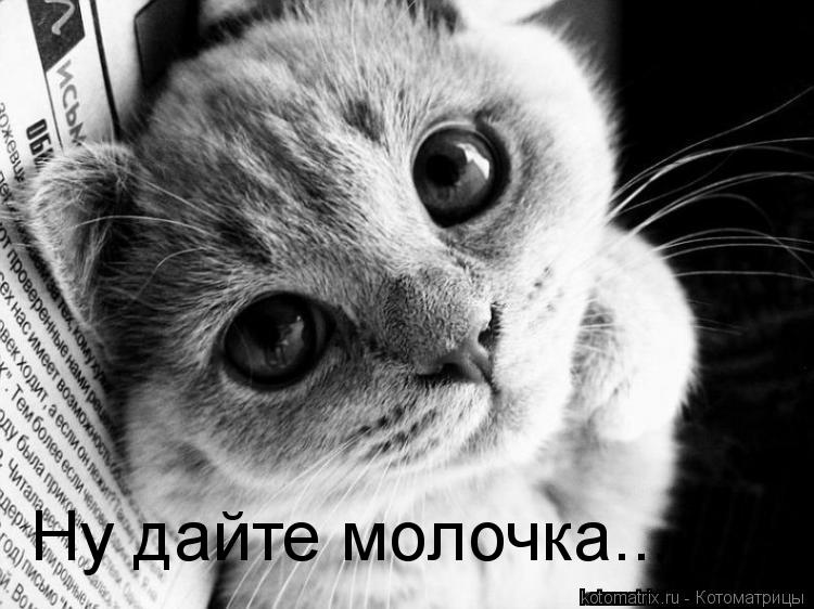 Котоматрица: Ну дайте молочка...