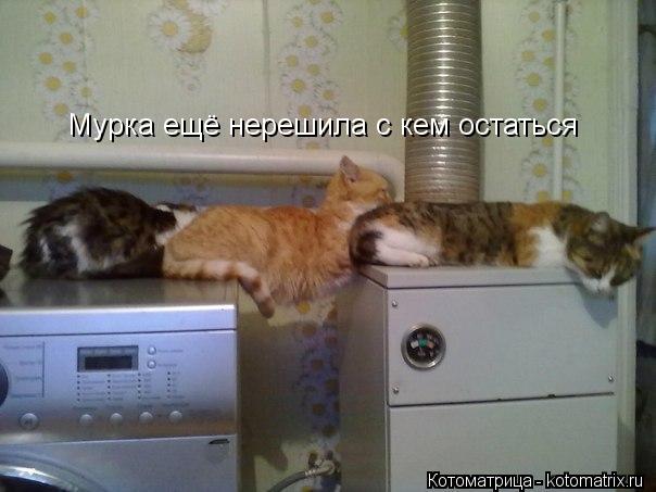 Котоматрица: Мурка ещё нерешила с кем остаться