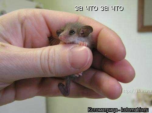 Котоматрица: за что за что