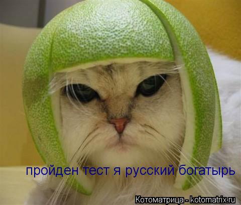 Котоматрица: пройден тест я русский богатырь