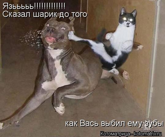 Котоматрица: Язььььь!!!!!!!!!!!!! Сказал шарик до того  как Вась выбил ему зубы