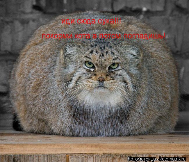 Котоматрица: иди сюда сука!!! покорми кота а потом погладишь!