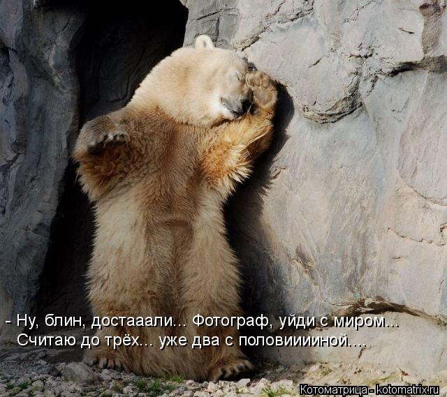 Котоматрица: - Ну, блин, достааали... Фотограф, уйди с миром...  Считаю до трёх... уже два с половииииной....